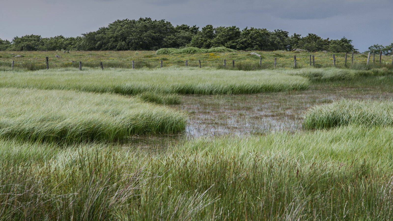 Camping-Saint-Geniez-d-Olt-Parc-Naturel-Regional-Aubrac-POI-TH